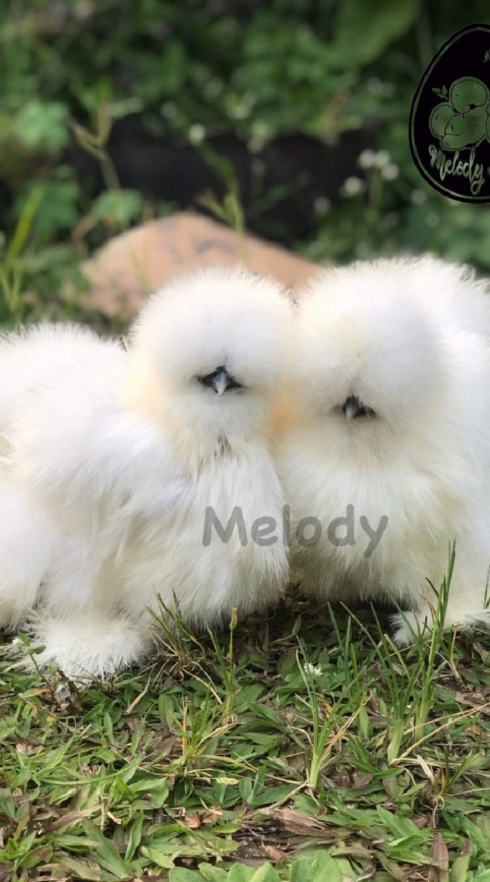 ไก่สวยงาม