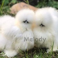 ไก่สวยงาม