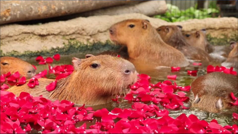 水豚玫瑰露天風呂