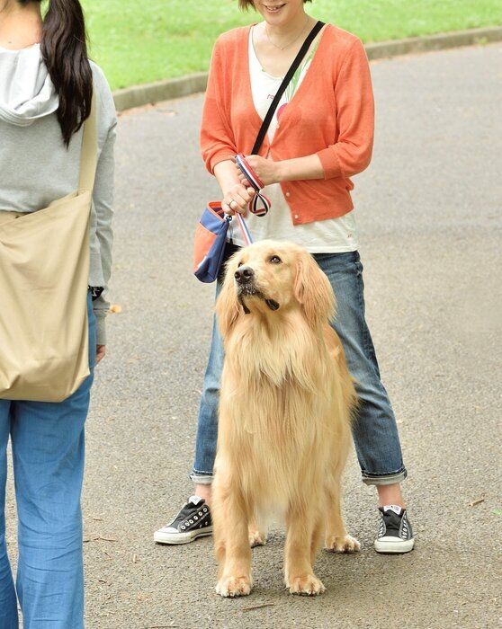 絶対に覚えておきたい 正しいリード使い のコツ いぬのきもちnews