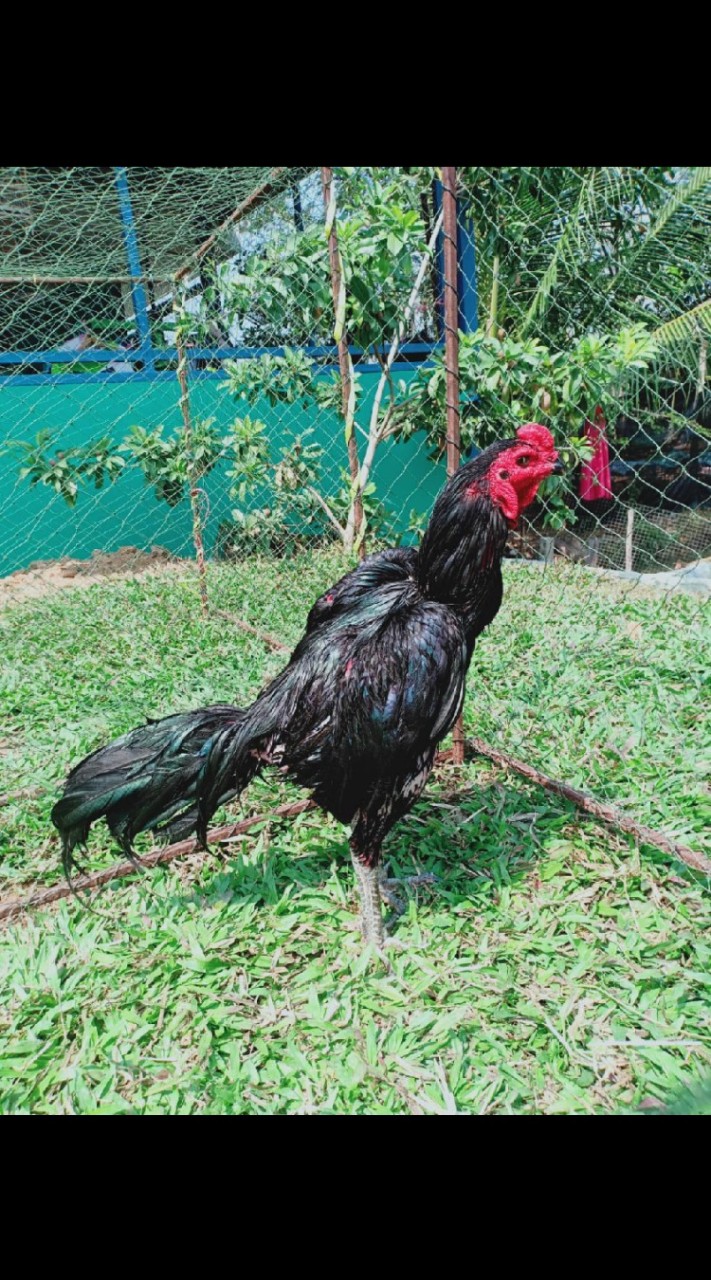 ซุ้ม.มีนาฟาร์ม (จำหน่ายไก่ชนสายเงินล้าน)