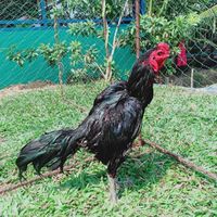ซุ้ม.มีนาฟาร์ม (จำหน่ายไก่ชนสายเงินล้าน)