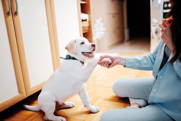 犬を不幸にする4つのしつけ方 怒っても意味がない理由