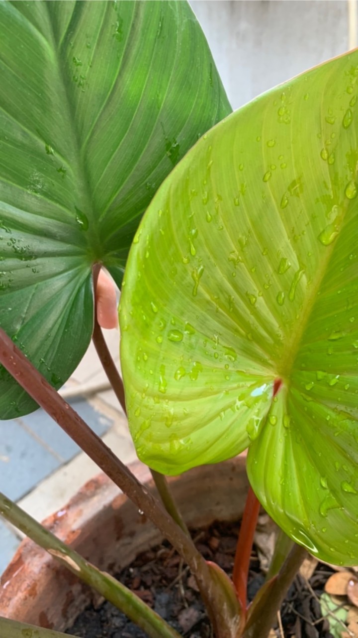 เสน่ห์จันทน์🌱ไม้กระแส บอนสี & ไม้ป่า