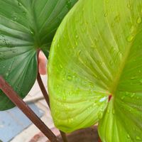 เสน่ห์จันทน์🌱ไม้กระแส บอนสี & ไม้ป่า