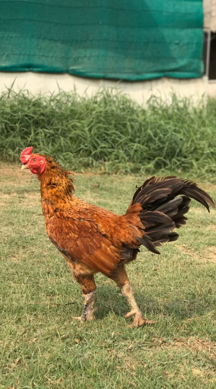 จักรินฟาร์มกลุ่มลูกไก่