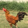 จักรินฟาร์มกลุ่มลูกไก่