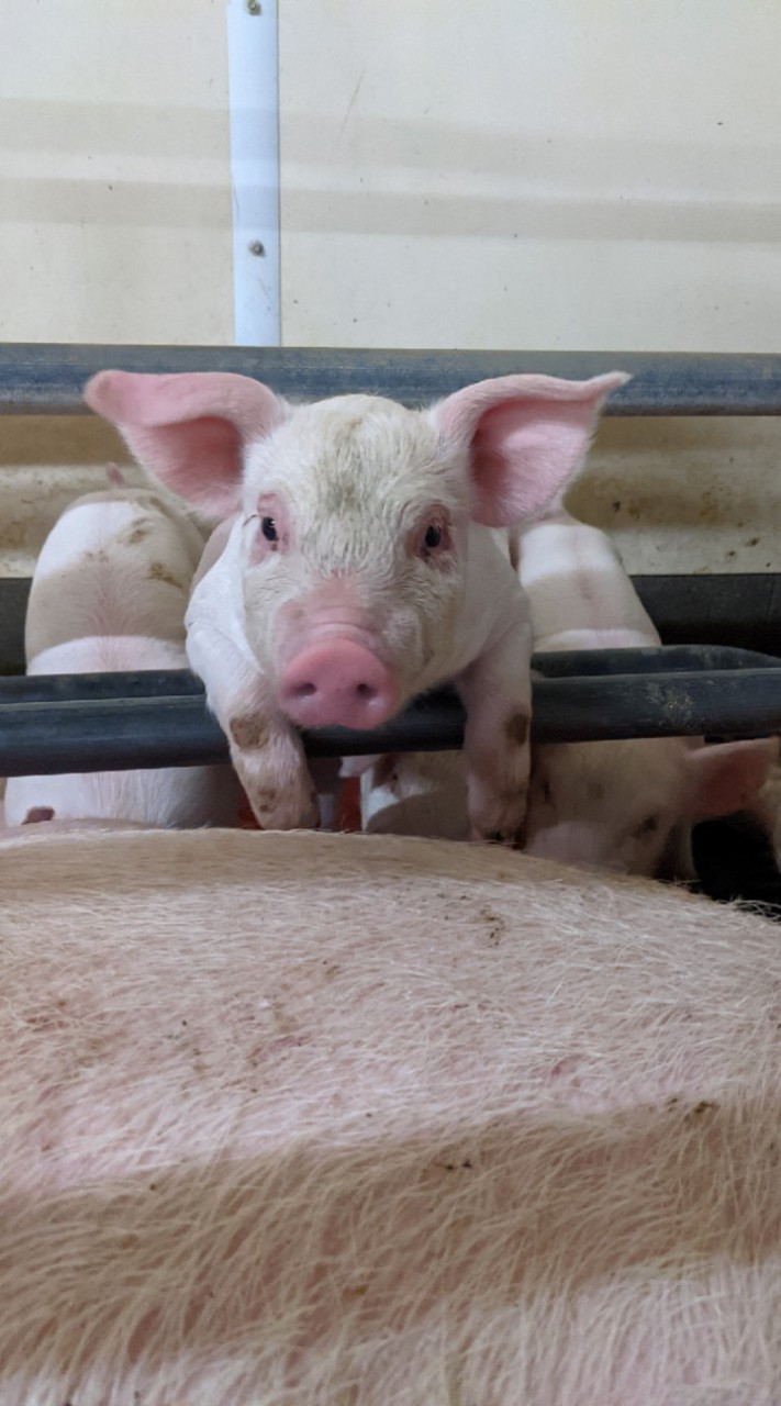 養豚情報共有🐷