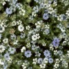 芸能人とEBiDANで恋しよ？