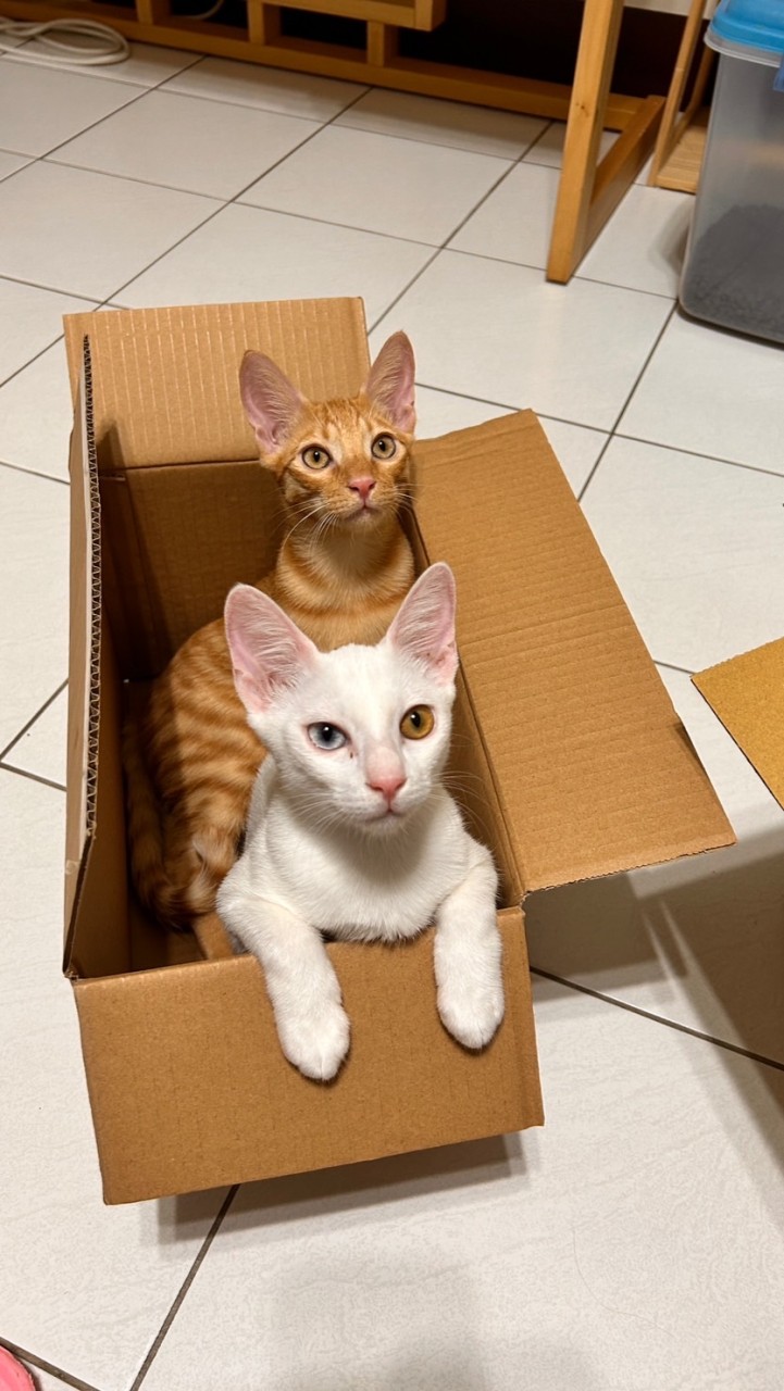 寧寧姊姊-貓咪狗狗罐頭 飼料貓砂寵物用品團購批發