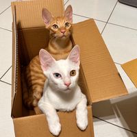 寧寧姊姊-貓咪狗狗罐頭 飼料貓砂寵物用品團購批發