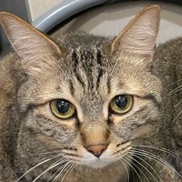 猫好き集まれ！！猫の話しよ！