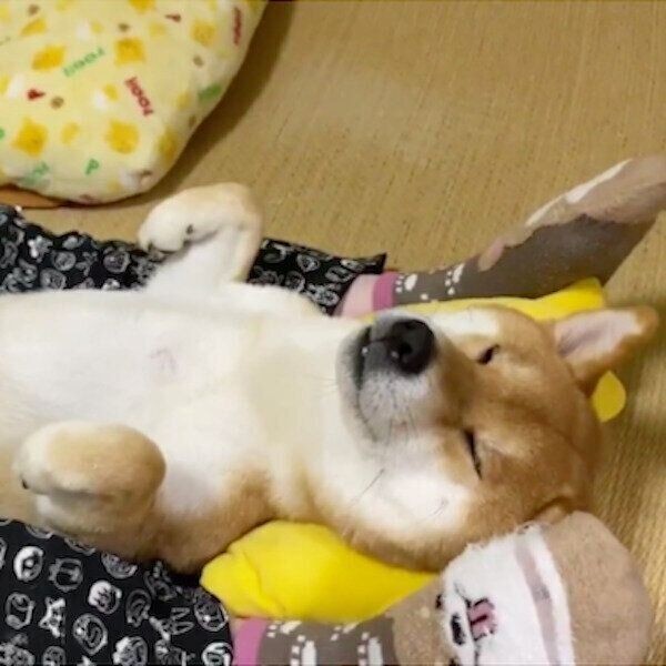 プロのベビーシッターのよう 男の子を寝かしつける犬