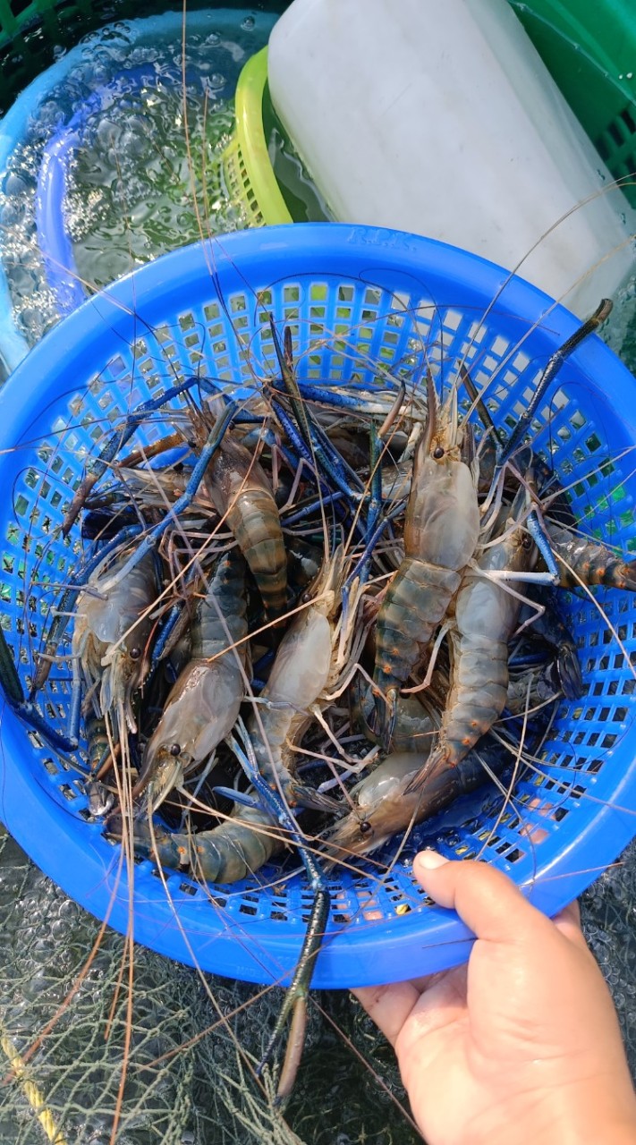 รถขายกุ้ง โชคชัย4 ซอย54