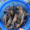 รถขายกุ้ง โชคชัย4 ซอย54