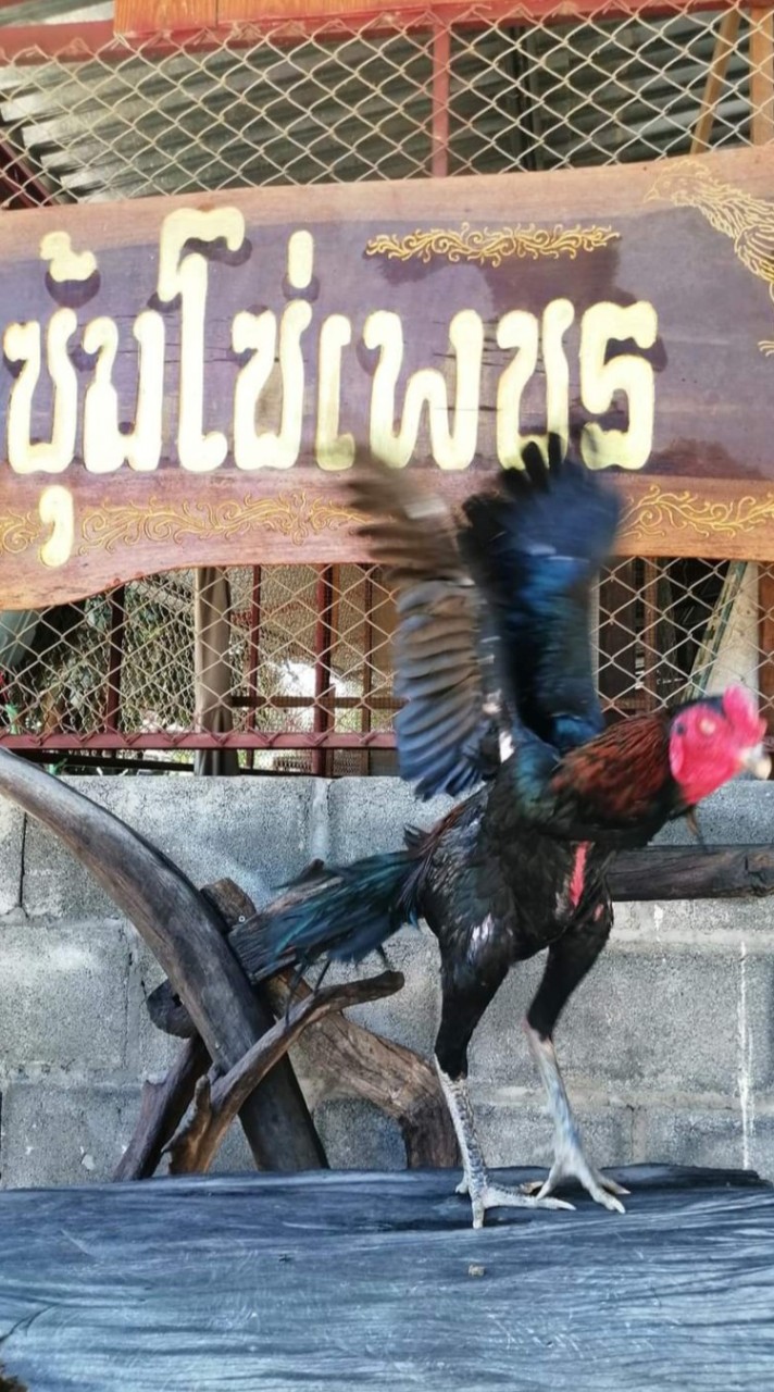 ซุ้ม.โซ่เพชร
