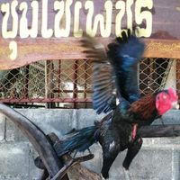 ซุ้ม.โซ่เพชร