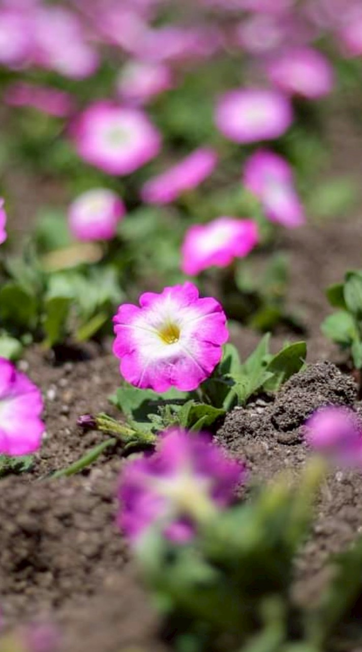 花ロードproject 誰でも参加できます