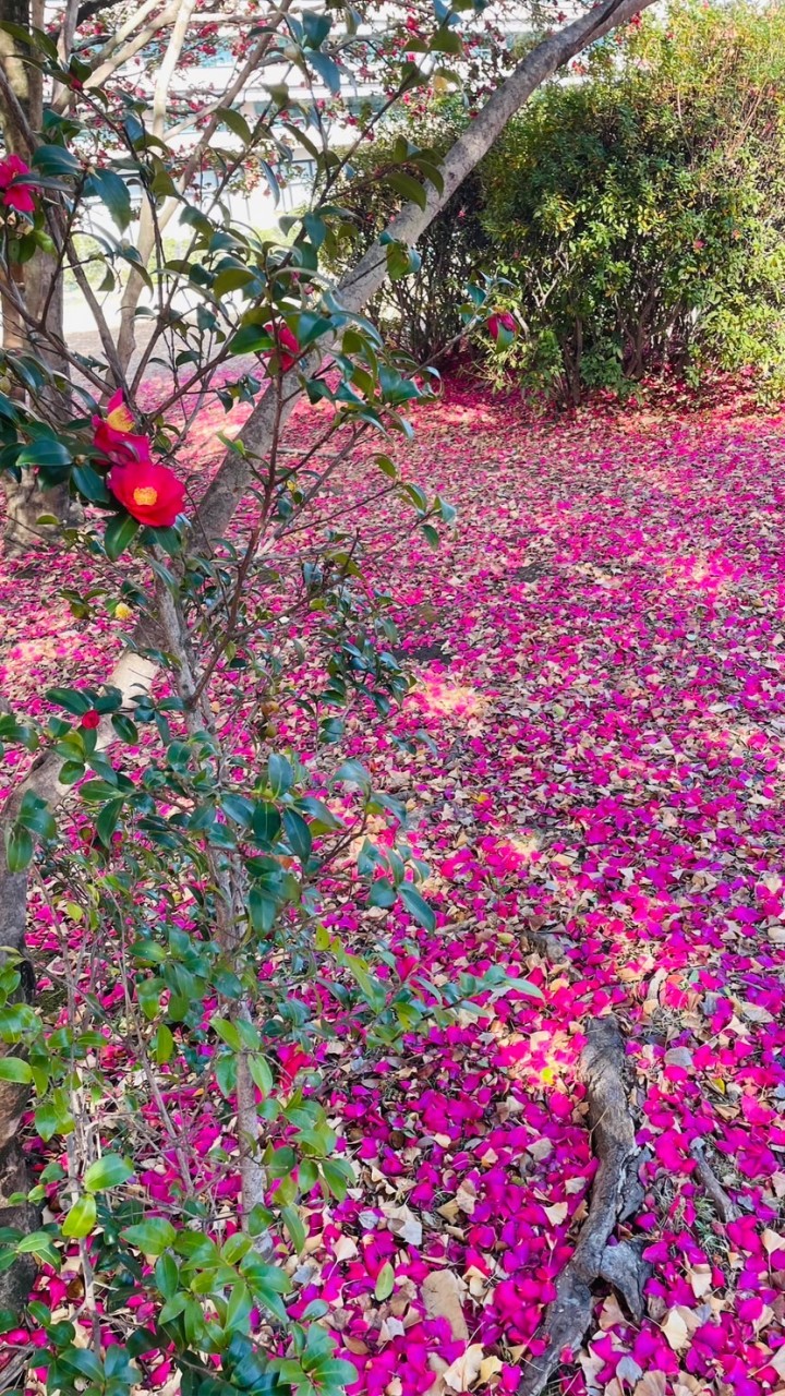 ✨高齢出産・高齢育児中ママ✨🌸何でも雑談部屋🌸