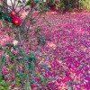 ✨高齢出産・高齢育児中ママ✨🌸何でも雑談部屋🌸