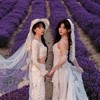 奉天承芸觀察小組