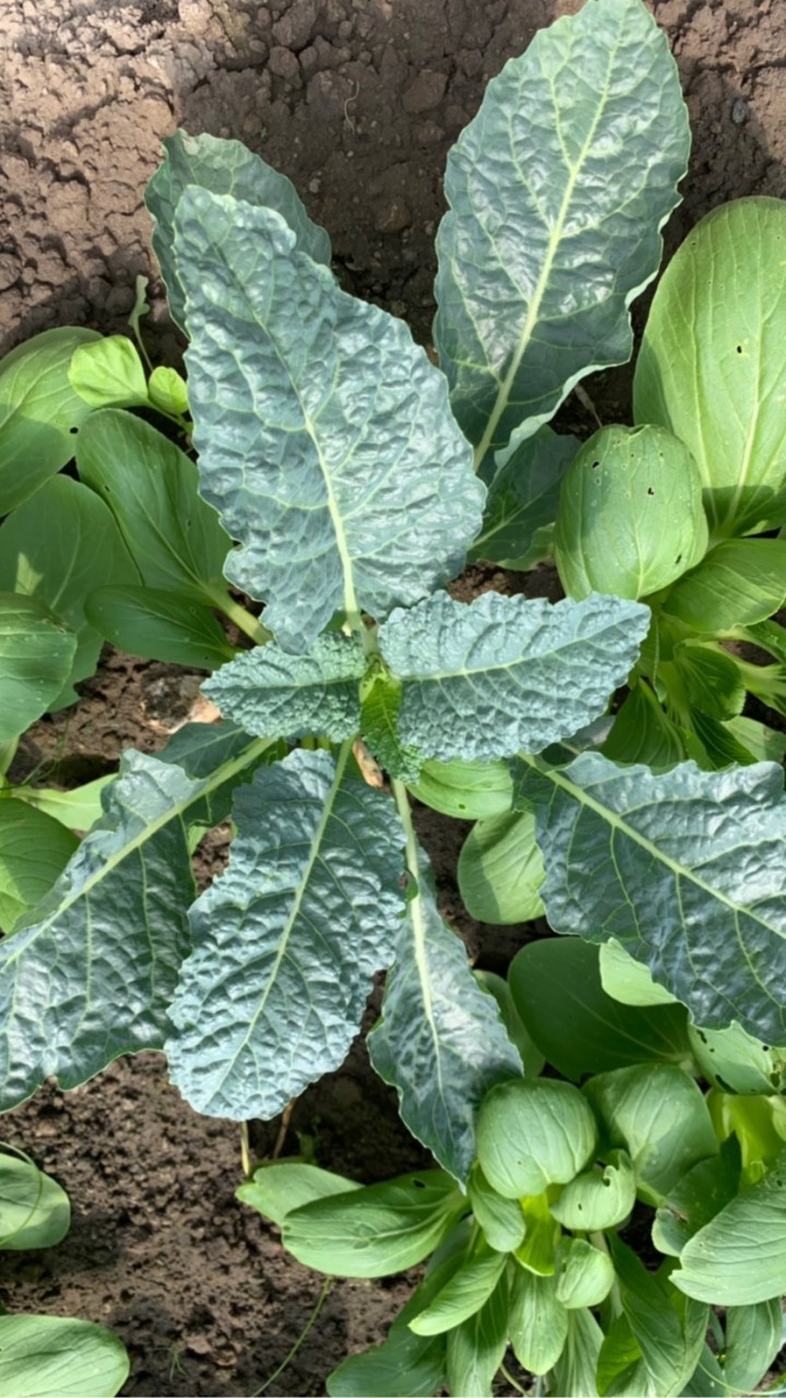 綠拿鐵同好