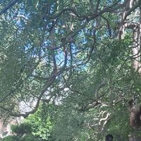 ALYS塔羅談星室