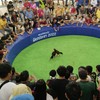 สนามไก่ชน มิตรประชา พุทไธสง บุรีรัมย์