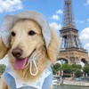 🌭腸腸和寶貝勤美野餐真療癒🐶
