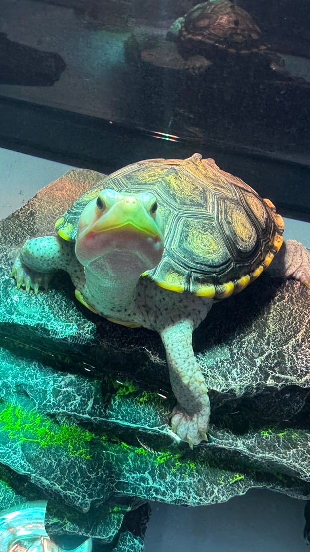 🏠🐢龜龜要回家出遊社✈️