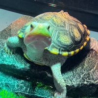 🏠🐢龜龜要回家出遊社✈️