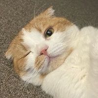曉綠的不專業代購