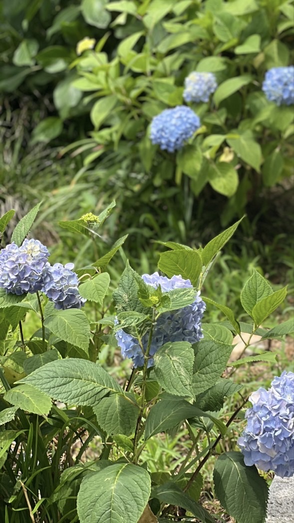 🌸海吉中村電子町内会🌸