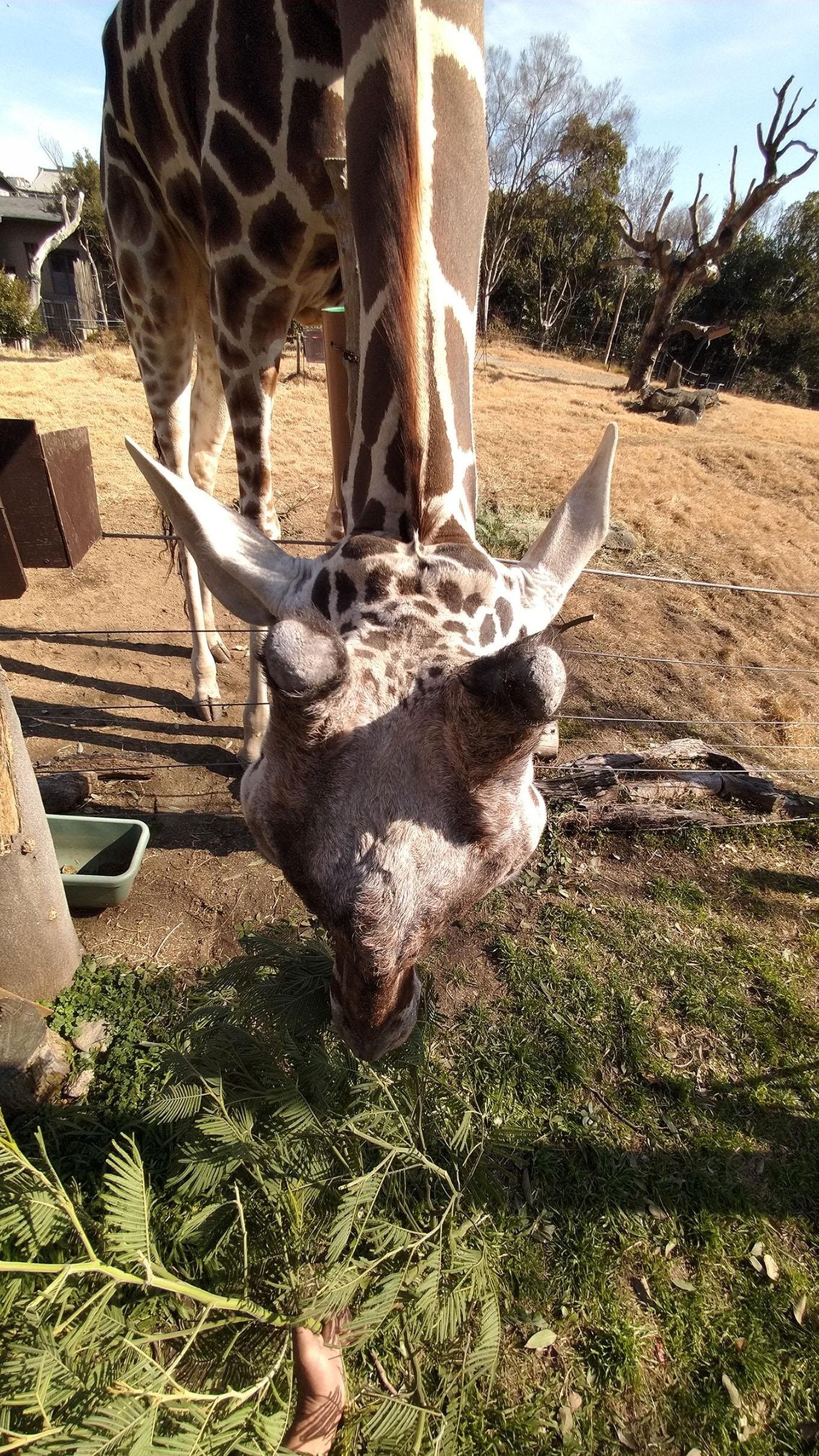数字で読み解く動物の不思議 キリンの角は2本ではなく5本だった