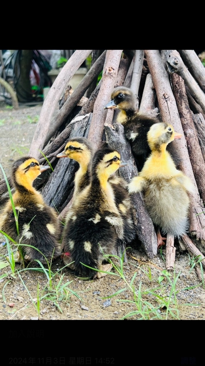 🦆雞鴨鵝🪿異寵🪴植物🐓｜販售｜交流｜閒聊