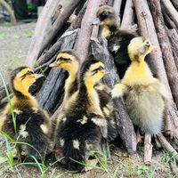 🦆雞鴨鵝🪿異寵🪴植物🐓｜販售｜交流｜閒聊