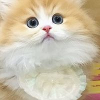 無限制短腿品種貓認養。買賣交流平台（曼赤肯、英短、小步、布偶、紫金、藍金、金漸層、銀漸層、挪威、緬因