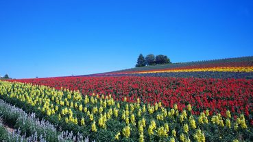 【北海道自由行】夏天的北海道必去景點五選！來北國體驗日本本島沒有的夏日風情