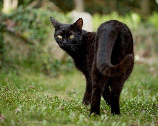 Perhatikan saat Mengelus Kucing, Ini Bagian-Bagian yang Disukai 