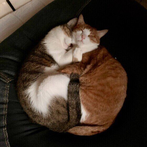 暑い時期でもみんなでまとまってる 猫団子 になる理由 ねこのきもちnews