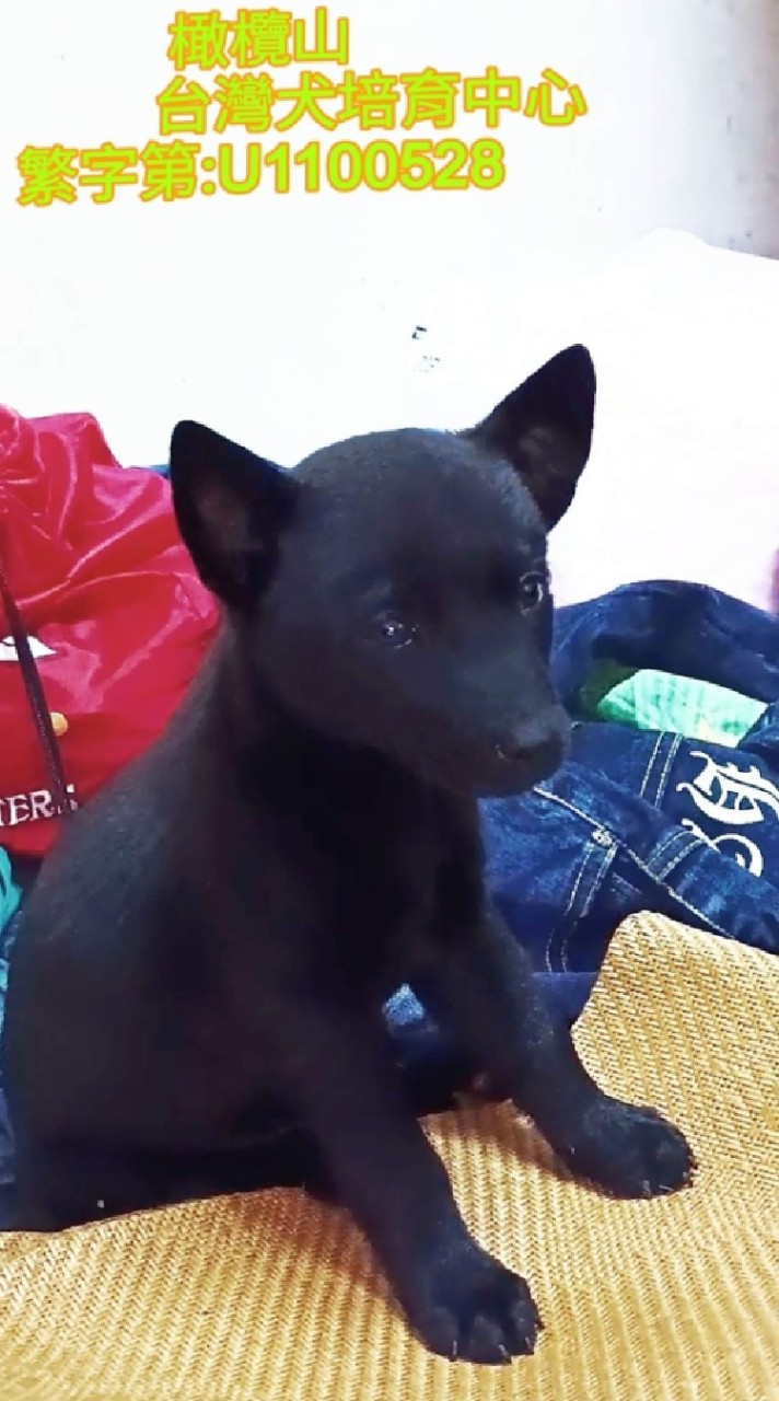 橄欖山台灣犬培育 犬友社群