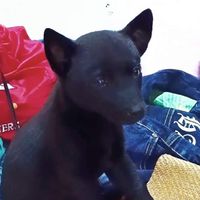 橄欖山台灣犬培育 犬友社群