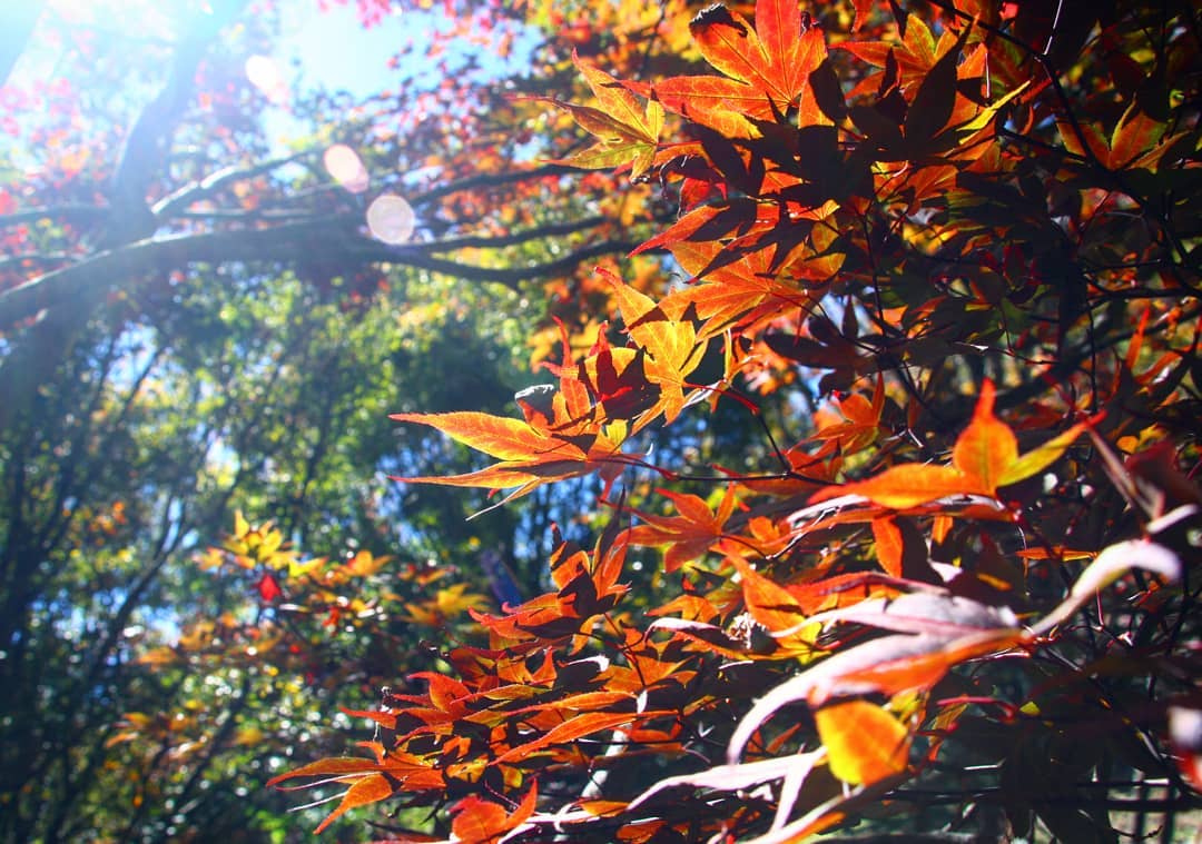 福壽山 @yang 0124