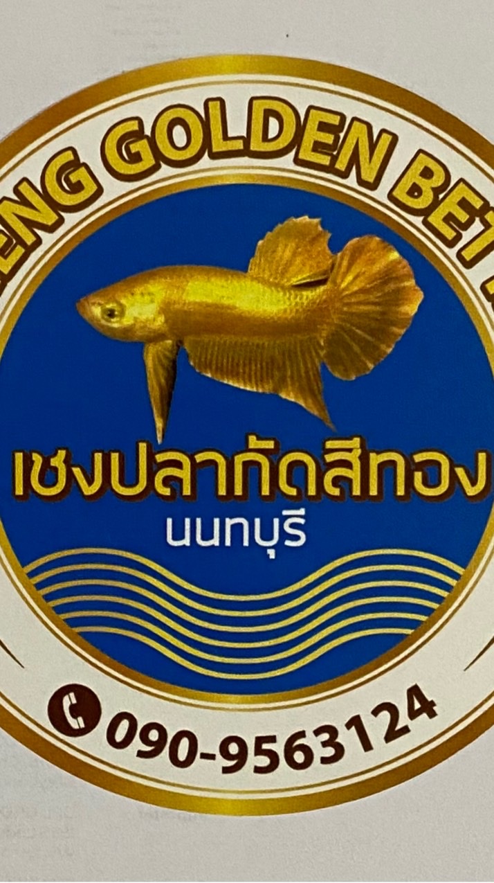 เชงปลากัดสีทองนนทบุรี