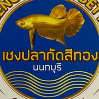 เชงปลากัดสีทองนนทบุรี