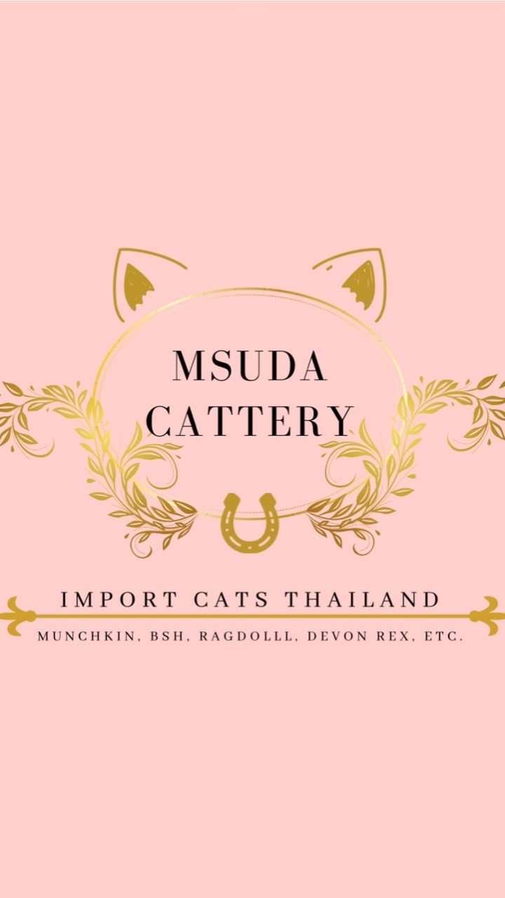 MSuda Cattery 🐱แมวนำเข้าทุกสายพันธุ์ 💕 [พันธุ์แท้]