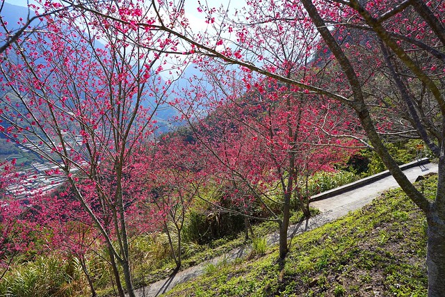 望高茶園櫻花森林