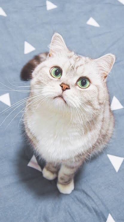 น้องเเหมวกรุ๊ปป🌟