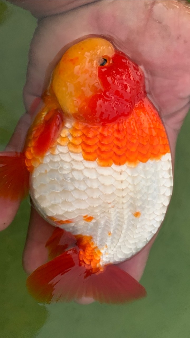 JM Goldfish Nakhon Pathom.
