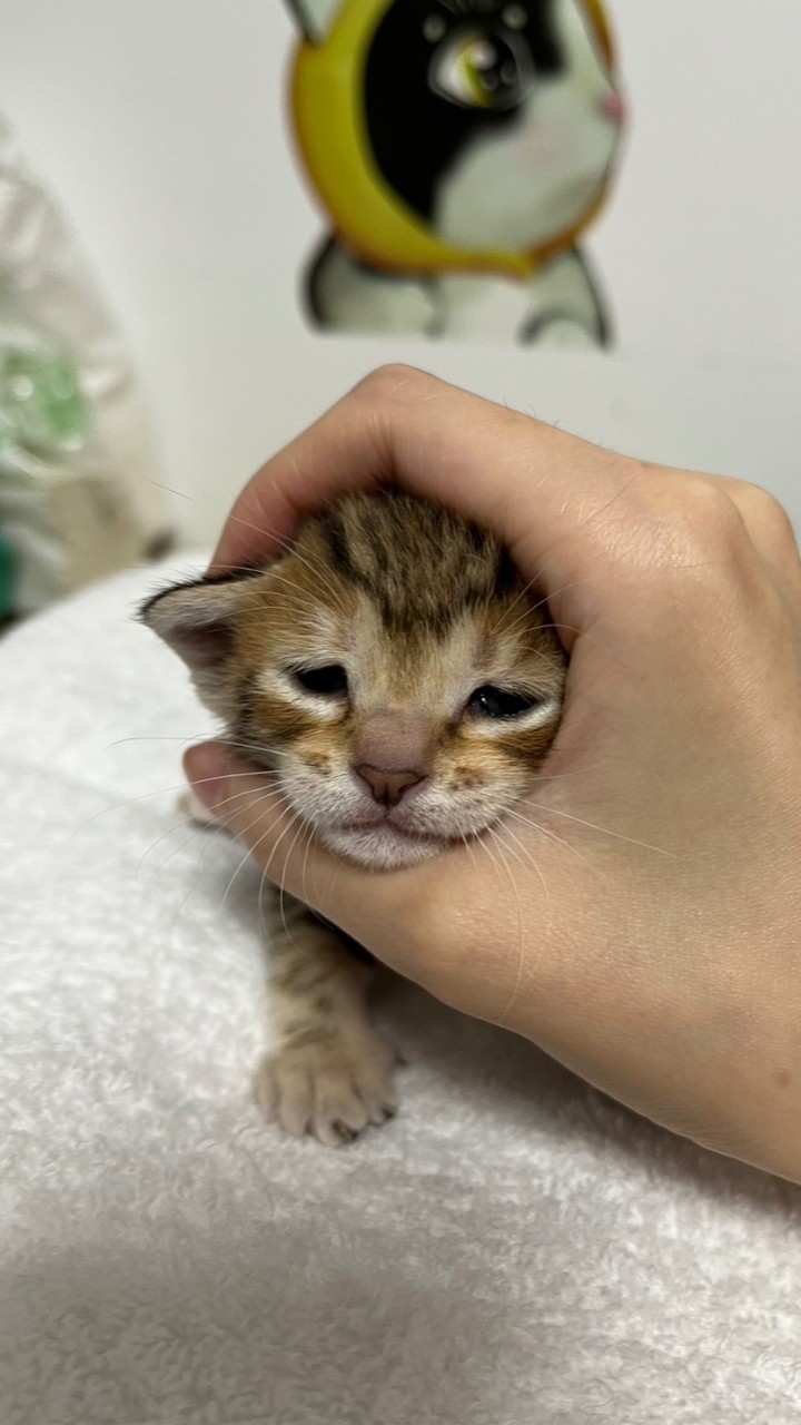 (/ω＼)吵什麼吵